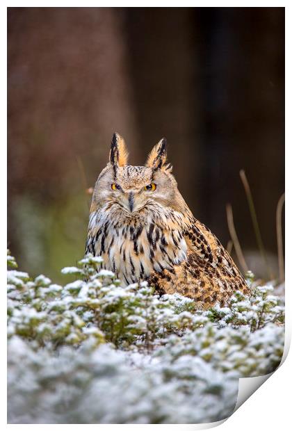 Western Siberian Owl Print by David Hare