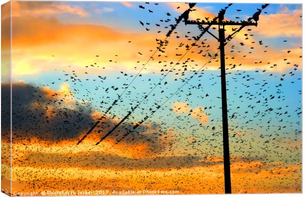 flock of birds at sunset  Canvas Print by PhotoStock Israel