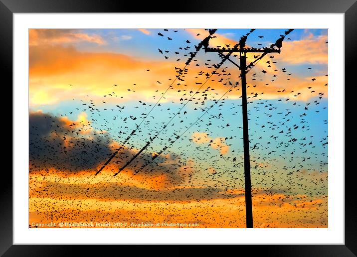flock of birds at sunset  Framed Mounted Print by PhotoStock Israel