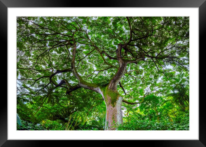 The Jungle Tree Framed Mounted Print by Kelly Bailey