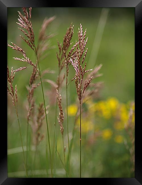 Wild Wheat Framed Print by Patti Barrett