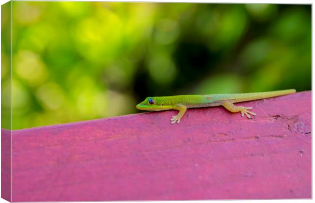 Gold dust day gecko Canvas Print by Kelly Bailey