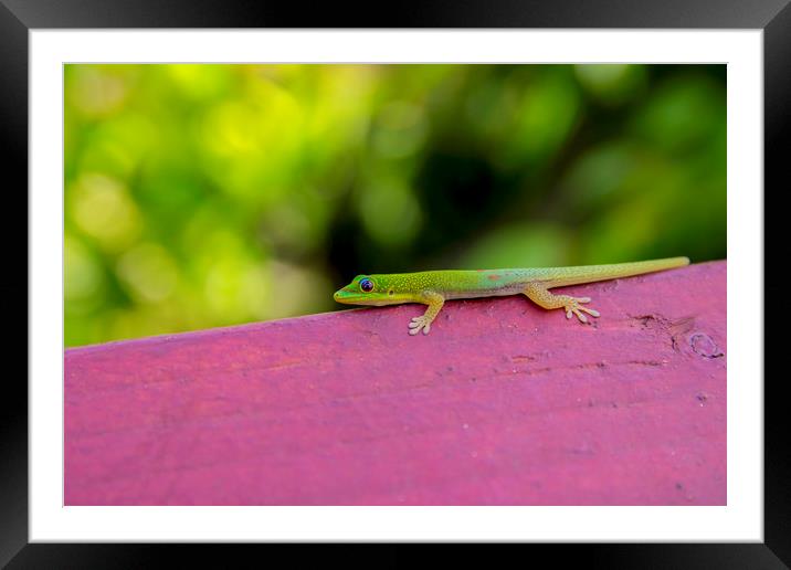 Gold dust day gecko Framed Mounted Print by Kelly Bailey