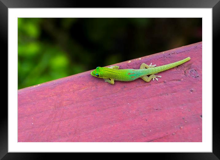 Gold dust day gecko 2 Framed Mounted Print by Kelly Bailey