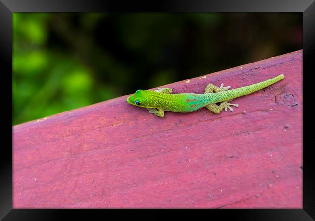 Gold dust day gecko 2 Framed Print by Kelly Bailey