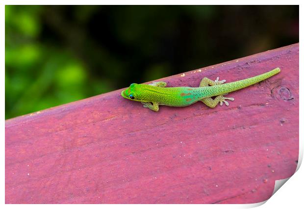 Gold dust day gecko 2 Print by Kelly Bailey
