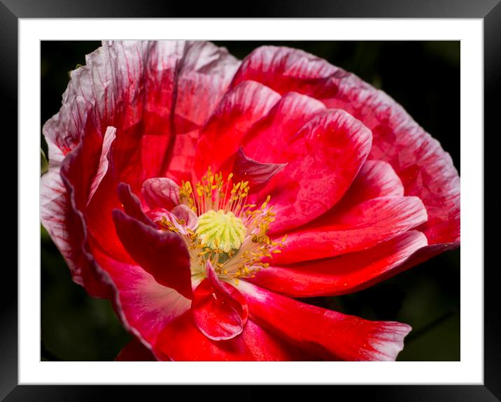 Wild Poppy 2 Framed Mounted Print by Kelly Bailey