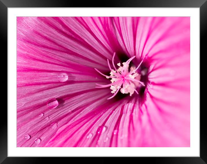 Pink Mallow Framed Mounted Print by Kelly Bailey