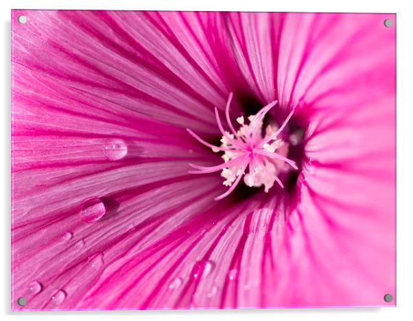 Pink Mallow Acrylic by Kelly Bailey