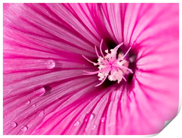 Pink Mallow Print by Kelly Bailey