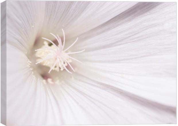 White Mallow Flower Canvas Print by Kelly Bailey