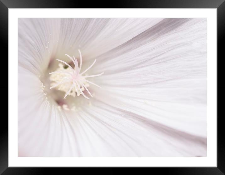 White Mallow Flower Framed Mounted Print by Kelly Bailey