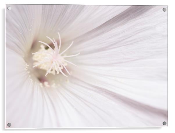 White Mallow Flower Acrylic by Kelly Bailey