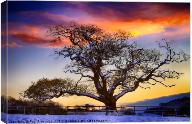 Snow covered Tree at Sunset Canvas Print by Paul F Prestidge