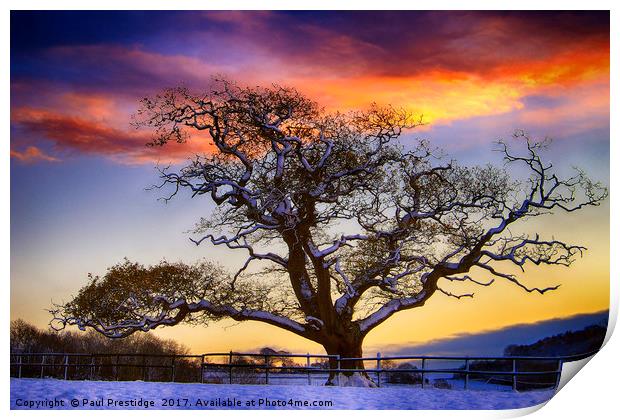 Snow covered Tree at Sunset Print by Paul F Prestidge