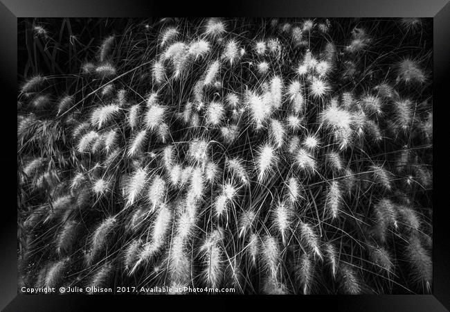 Grasses in the wind Framed Print by Julie Olbison