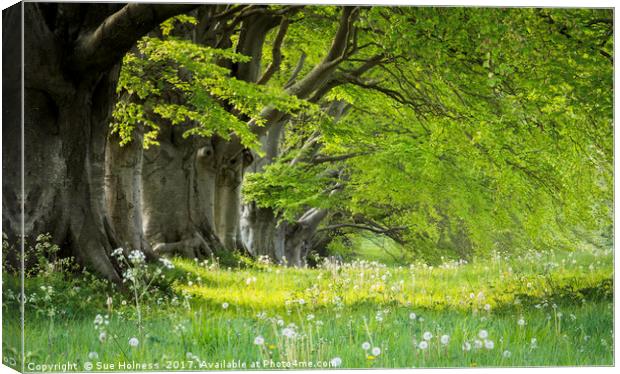 Kingston Lacy in the Spring Canvas Print by Sue Holness