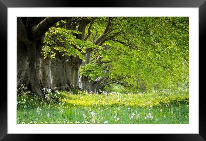 Kingston Lacy in the Spring Framed Mounted Print by Sue Holness