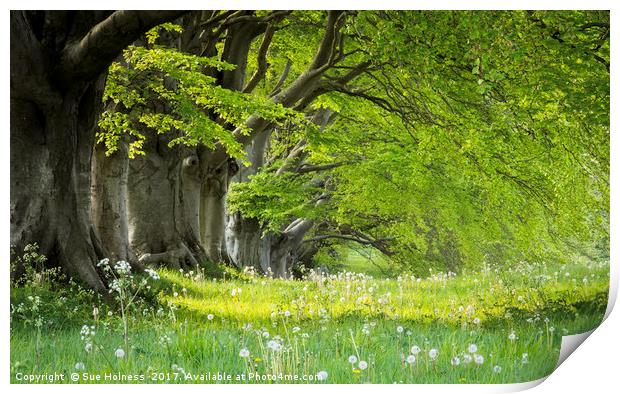 Kingston Lacy in the Spring Print by Sue Holness