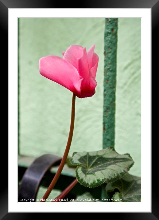 Persian Violet Cyclamen persicum Framed Mounted Print by PhotoStock Israel