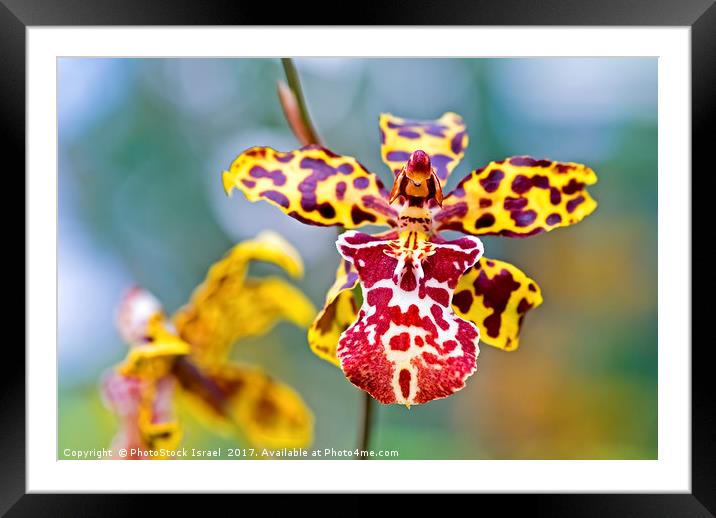 Yellow tiger spotted Orchid Framed Mounted Print by PhotoStock Israel