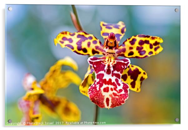 Yellow tiger spotted Orchid Acrylic by PhotoStock Israel