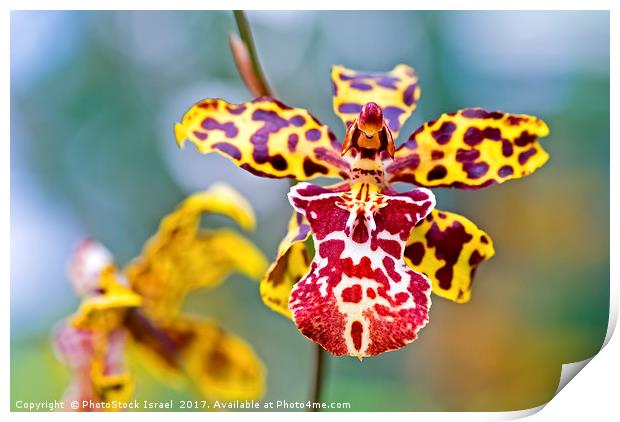 Yellow tiger spotted Orchid Print by PhotoStock Israel