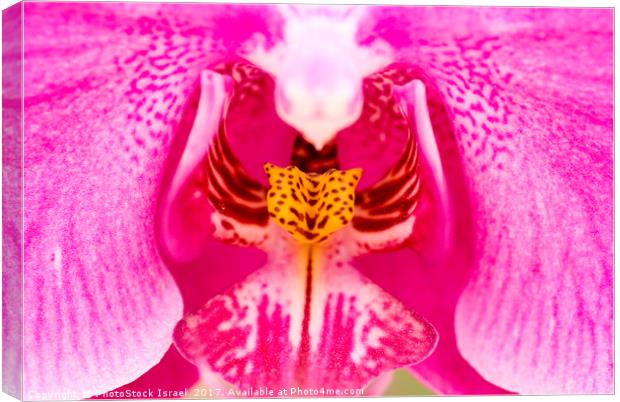 Purple Orchid Canvas Print by PhotoStock Israel