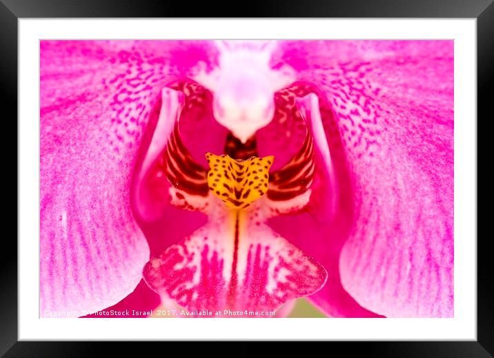 Purple Orchid Framed Mounted Print by PhotoStock Israel