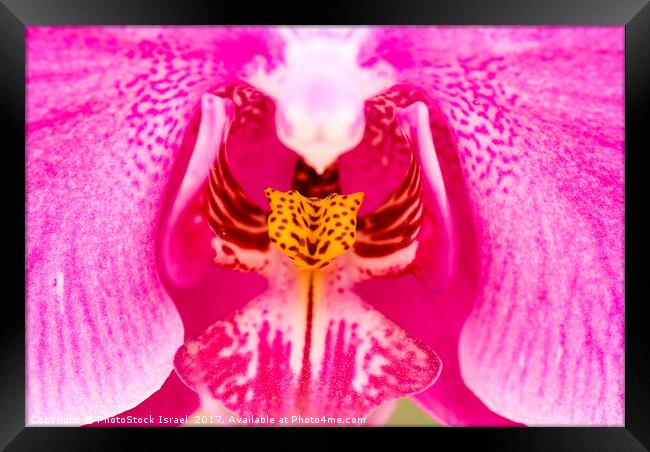Purple Orchid Framed Print by PhotoStock Israel