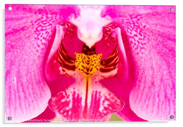 Purple Orchid Acrylic by PhotoStock Israel