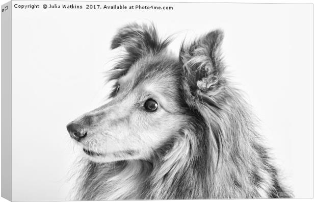 Portrait of a dogs face in black and white  Canvas Print by Julia Watkins
