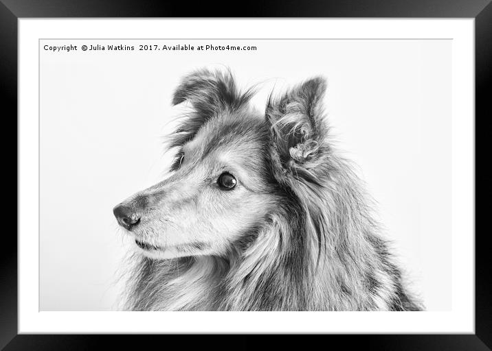 Portrait of a dogs face in black and white  Framed Mounted Print by Julia Watkins