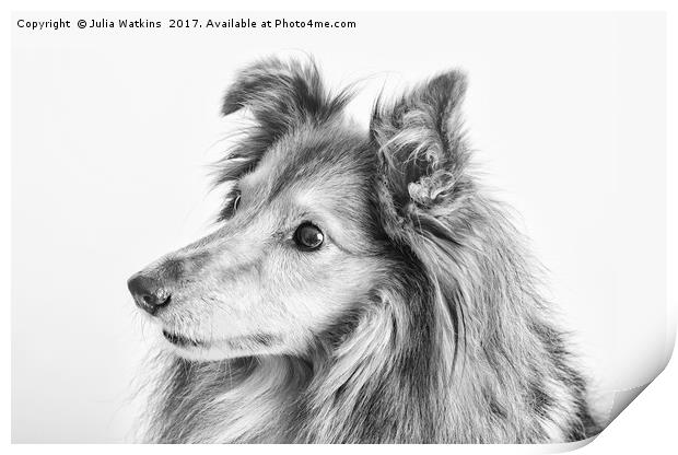 Portrait of a dogs face in black and white  Print by Julia Watkins