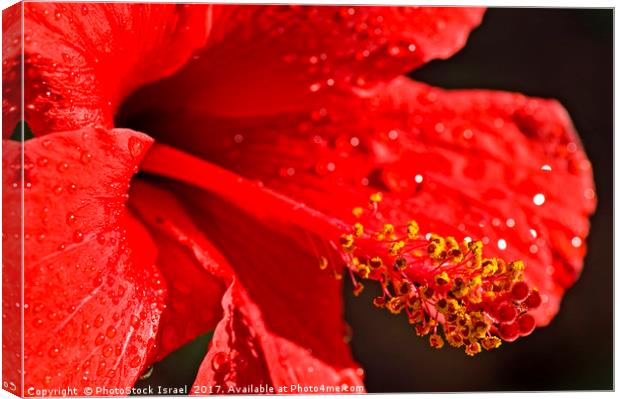 Close up of a red Hibiscus Canvas Print by PhotoStock Israel