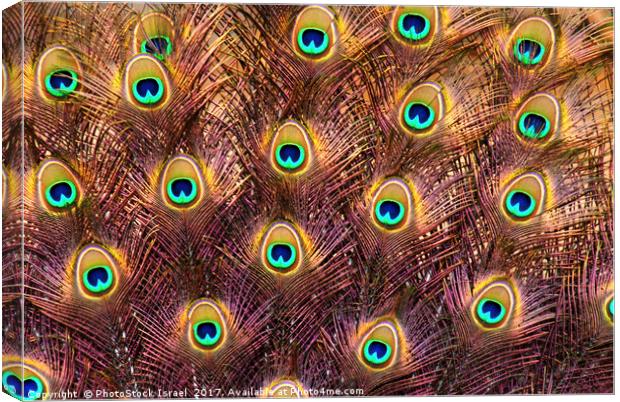 Feathers of a peacock tail Canvas Print by PhotoStock Israel