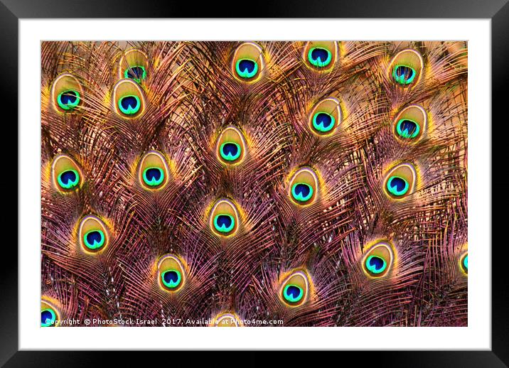 Feathers of a peacock tail Framed Mounted Print by PhotoStock Israel