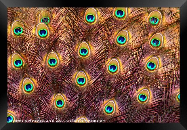 Feathers of a peacock tail Framed Print by PhotoStock Israel