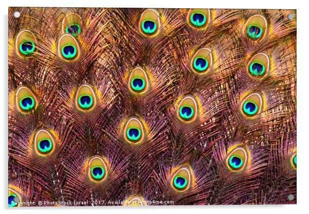 Feathers of a peacock tail Acrylic by PhotoStock Israel