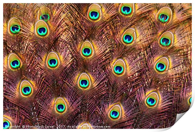 Feathers of a peacock tail Print by PhotoStock Israel