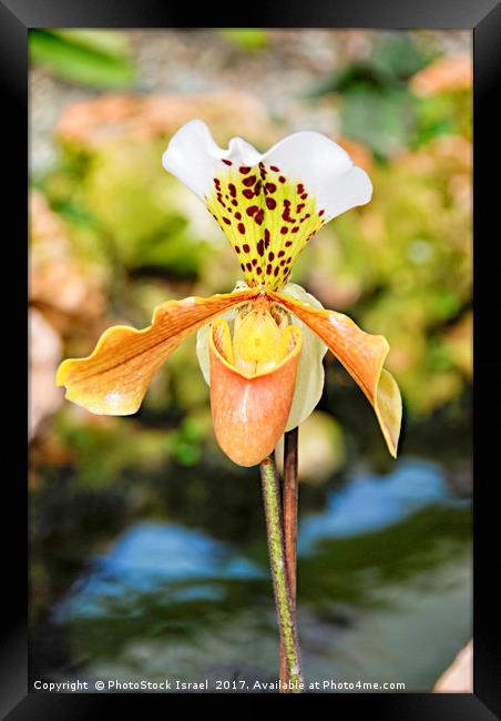 Yellow white Orchid Framed Print by PhotoStock Israel