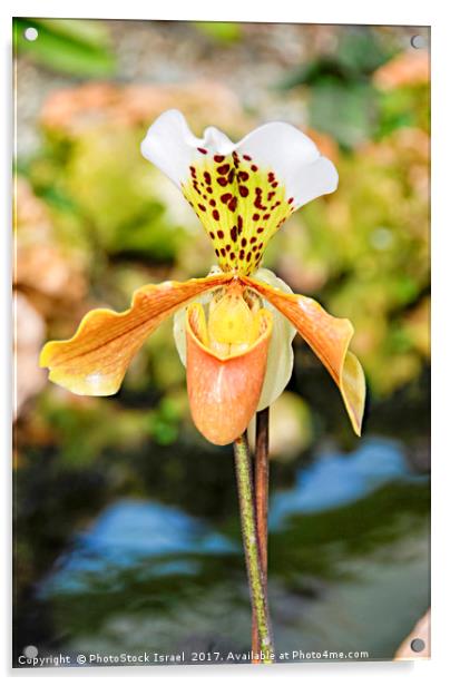 Yellow white Orchid Acrylic by PhotoStock Israel