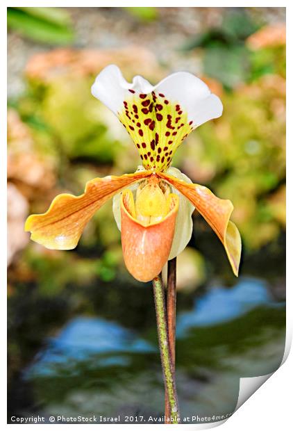 Yellow white Orchid Print by PhotoStock Israel