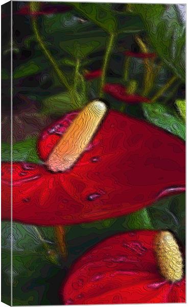 red anthuriums Canvas Print by Heather Newton