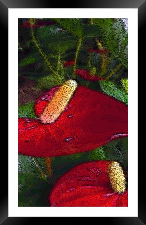red anthuriums Framed Mounted Print by Heather Newton