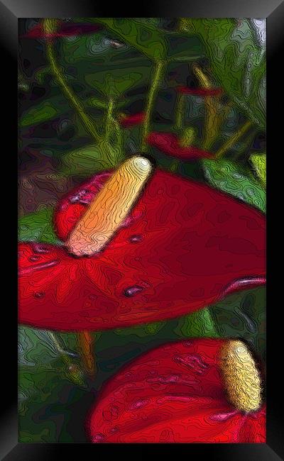 red anthuriums Framed Print by Heather Newton