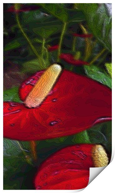 red anthuriums Print by Heather Newton