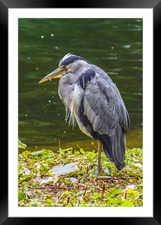Grey Heron Fishing Framed Mounted Print by Dave Williams