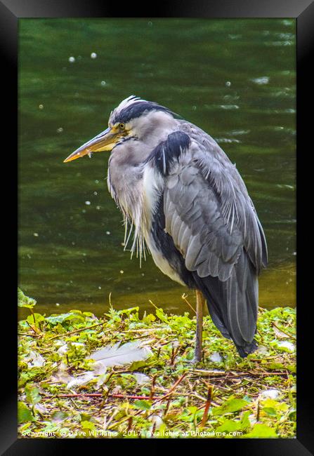 Grey Heron Fishing Framed Print by Dave Williams