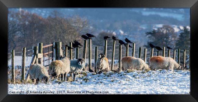 Sheep and Rooks  Framed Print by AMANDA AINSLEY